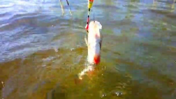 Cebo de pesca de perca de verano — Vídeos de Stock