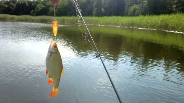 Pesca lago verano Rudd pescado — Vídeo de stock