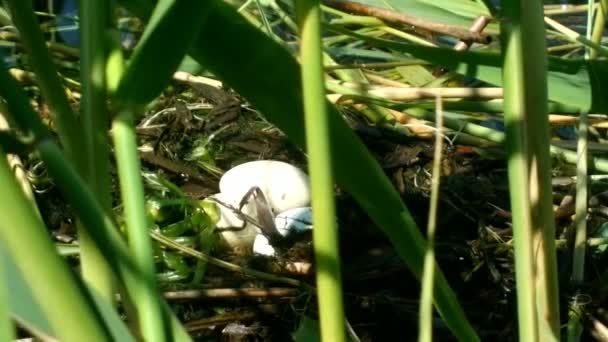 Grebe de cresta grande: las aves flotantes anidan en la esquina de la caña — Vídeos de Stock