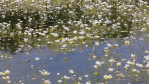 Rodd båt flyter på vatten ogräs smörblommor — Stockvideo