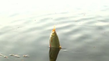 Göl tatlısu balıkçılık Rudd için akşam