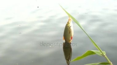 Göl tatlısu balıkçılık Rudd için akşam