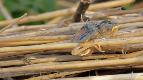 Verloren. nackt armer winziger Vogel, der aus dem warmen Nest gefallen ist — Stockvideo