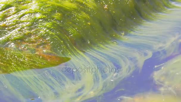 Zeemeermin haar: intens groene zeewier in zee — Stockvideo