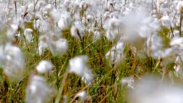 Umweltfreundliche Baumwollstoffe. blühendes Baumwollgras — Stockvideo