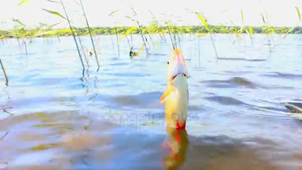 Göl tatlısu balıkçılık Rudd için akşam — Stok video