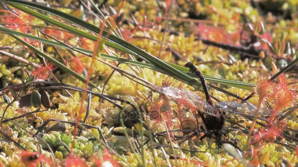 Plantas carnívoras. Planta de rocío del sol y hormigas devorando libélula juntos — Vídeos de Stock