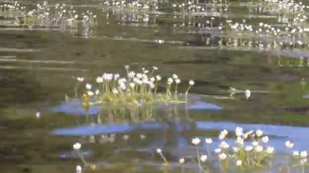 手漕ぎボートの浮かぶ水雑草キンポウゲ — ストック動画