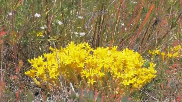 Grell leuchtend gelber Sedum-Strauch inmitten duftenden Wiesengrases — Stockvideo