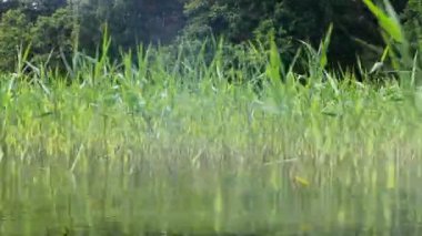 Orman Nehri üzerinde tekne turu. Reed yataklar atlayarak