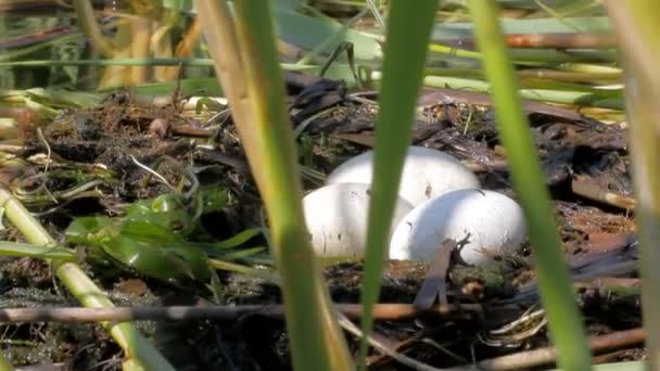 Grèbe à aigrettes : les oiseaux flottants nichent dans le coin du roseau — Video