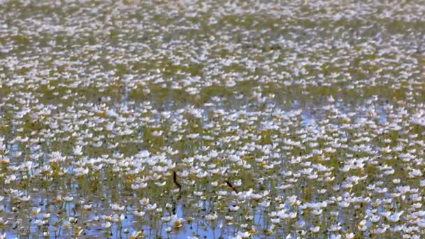 El viento impulsa olas a través de la alfombra de flores de agua en flor — Vídeos de Stock
