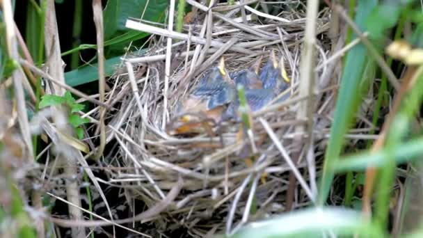 Овощное гнездо Sedge Warbler (Acrohhalus schoenobaenus) 2 — стоковое видео