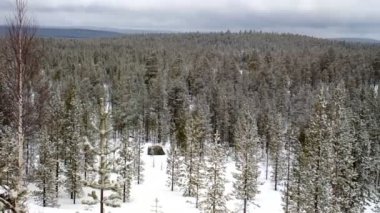 Tayga Lapland, karla kaplı. Sonra son kar yağışı