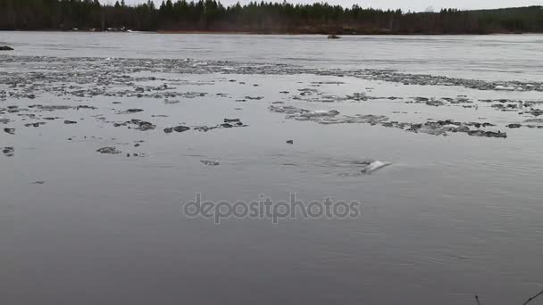 Ciklus a tavasz. Whirlpool-folyó — Stock videók