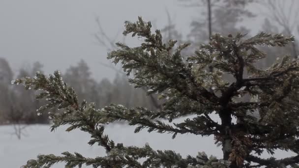 Snöfall i naturen vinterväder — Stockvideo