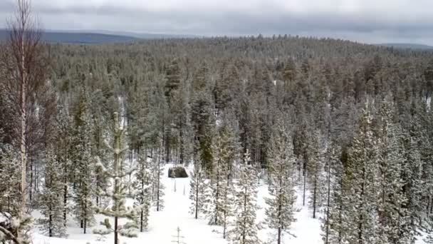 Заснеженная тайга Лапландии. После недавнего снега — стоковое видео