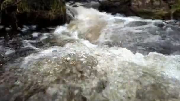 Fluxo de primavera selvagem flui através da floresta de taiga — Vídeo de Stock