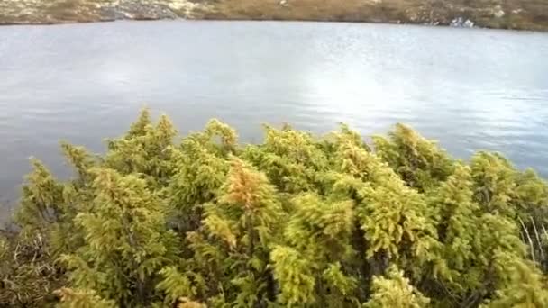 Saftiger Wacholder am Ufer des kleinen Bergsees — Stockvideo