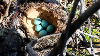 Şarkı pamukçuk Turdus philomelos yuva debriyaj mavi yumurta ile