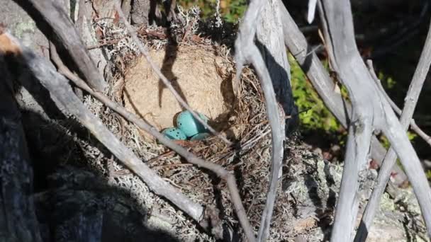 Nest of song thrush is made from clay and  pale blue eggs — Stock Video