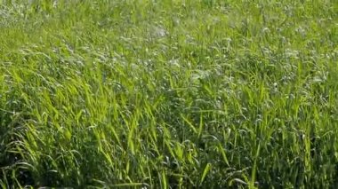 Çim yemyeşil çayırlar haymaking için hayvan yemi için