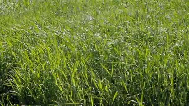prairies verdoyantes pour la fenaison herbe fourragère 