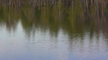 Yansıması düzgün akan nehir, ormanda akşam günbatımı