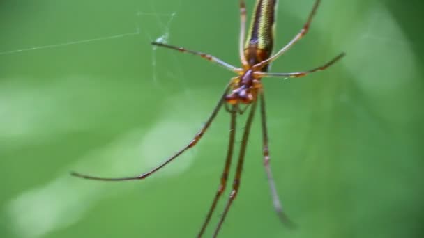 Wachten op prooi in midden van web Spider — Stockvideo