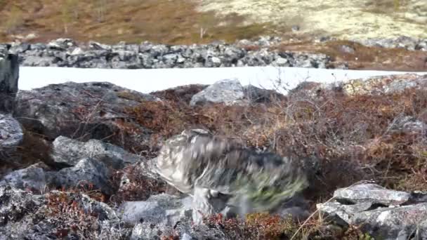 Batu digulung turun dari bukit dan terjebak dalam salju — Stok Video