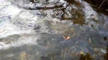 Balık de yağmur altında ısır. İplik üzerinde Gölge balığı balıkçılık