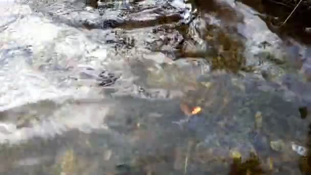 鱼在雨中咬得很好。格雷林捕鱼在纺纱 — 图库视频影像