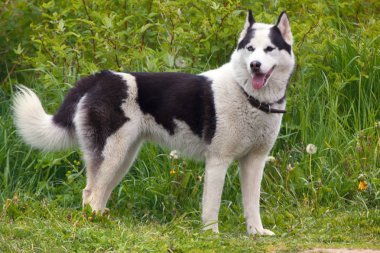 Yazın kırsalda sarı çiçekli evcil bir köpek yavrusu.