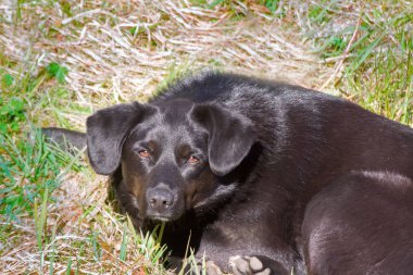 Melez köpek yeşil çimenlerin üzerinde uyuyor.