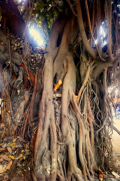 Μεγάλο ficus. Ιερό δέντρο Banyan — Φωτογραφία Αρχείου