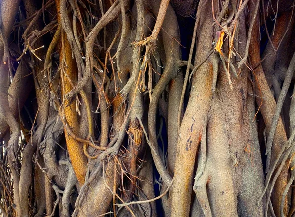 Μεγάλο ficus. Ιερό δέντρο Banyan — Φωτογραφία Αρχείου