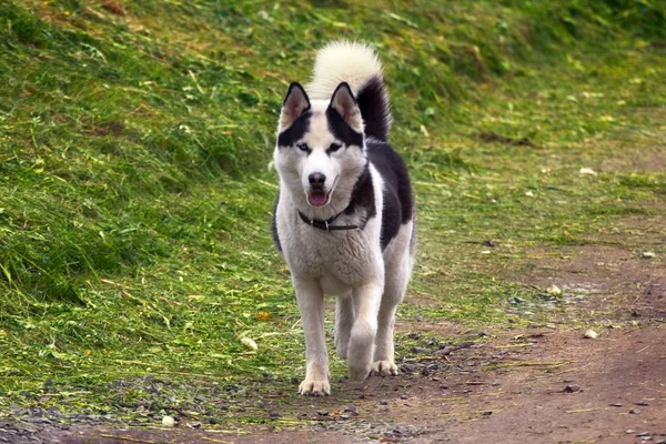 Hund Husky im Sommer auf dem Land — Stockfoto