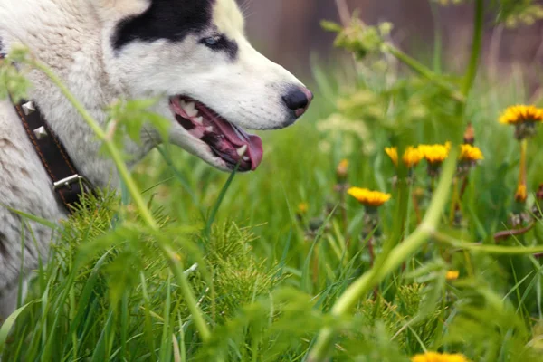 Cão de estimação husky no campo no verão — Fotografia de Stock