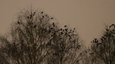 Gece ağaçlarda için kukuletalı kargalar ve kargalar yerleşmek