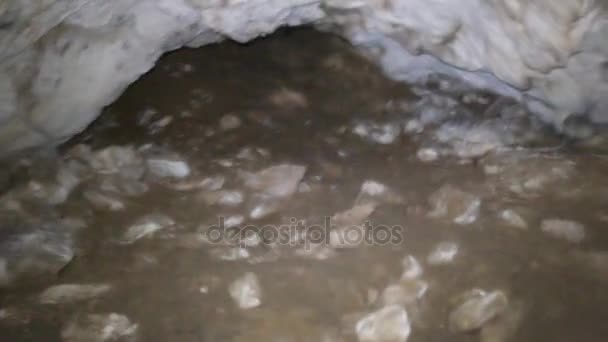 Norr cave biota speleobios — Stockvideo