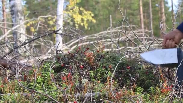 Selector de bayas recoge arándano rojo en bosque de otoño con dispositivo mecánico especial — Vídeos de Stock