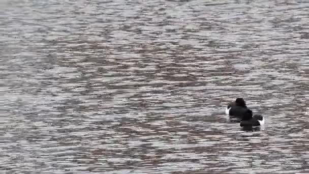 Dos patos macho con copetudo en plumaje blanco y negro — Vídeos de Stock