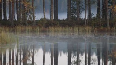 Orman ile eski çam çam ve sis, sakin göl sürünen düşük