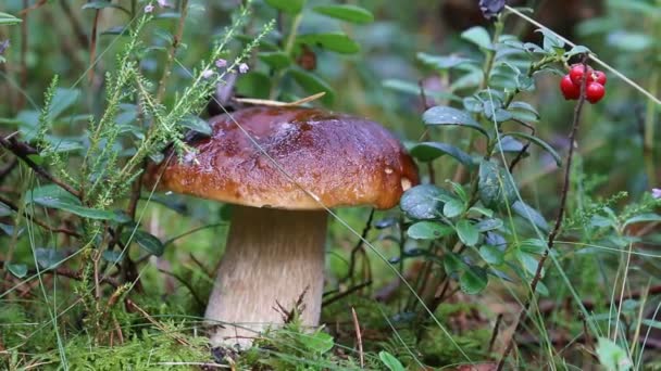 Porcini mushroom king bolete, Boletus edulis in morning row — стоковое видео