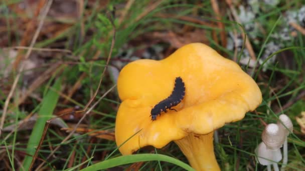 普通萤火虫幼虫从黄蘑菇中移出 — 图库视频影像