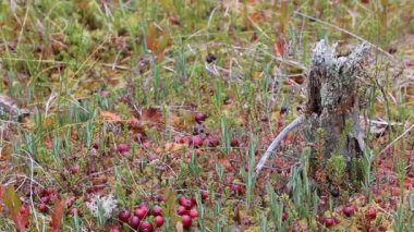 Marsh kızılcık Oxycoccus macrocarpus Bataklığı '
