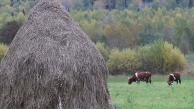 Hayfield üzerinde kuru saman yığını ve iki renkli inek beslenir