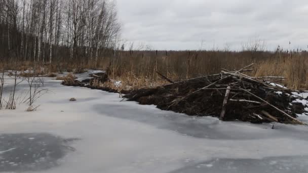 Los castores han construido presa, el nivel de agua elevado del río en invierno — Vídeos de Stock