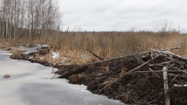 海狸在冬天修建了水坝, 上升了河水位 — 图库视频影像