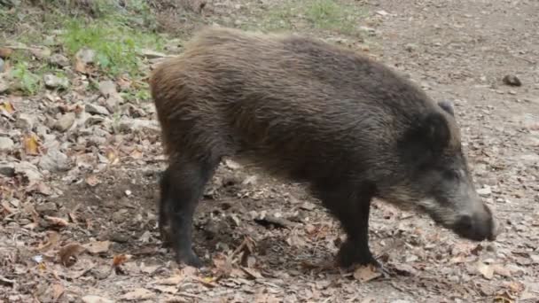 Wildschwein gräbt Schnauze aus Eicheln im Wald — Stockvideo